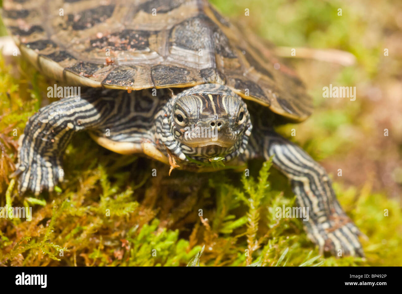Common Northern Map Turtle Graptemys Geographica Native To Eastern And Central United States 