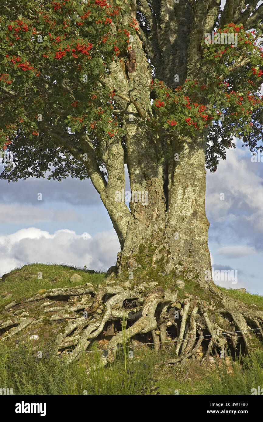 Rowan Tree Sorbus aucuparia root system autumn Scotland rowan mountain