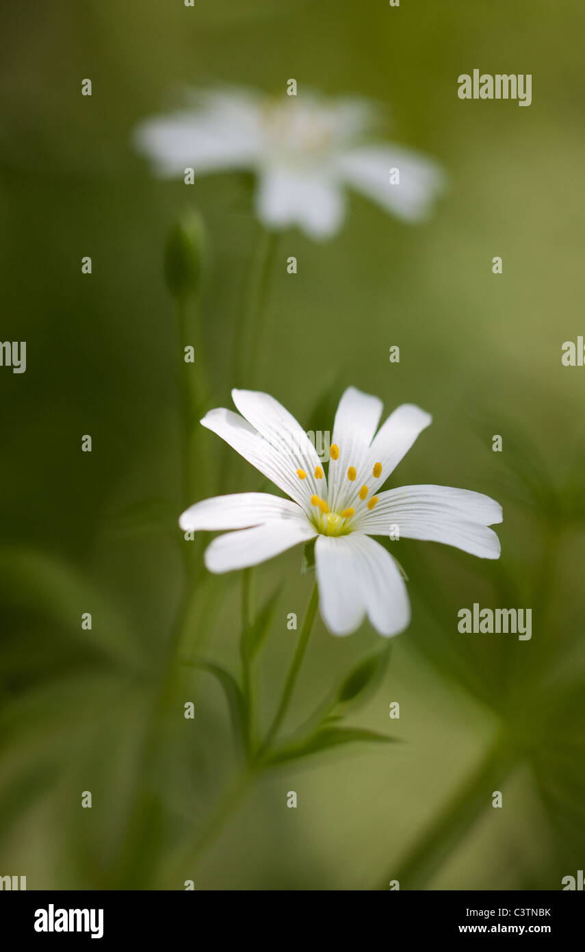 A Close Up Image Of The Greater Stitchwort Flower Stock Photo - Alamy