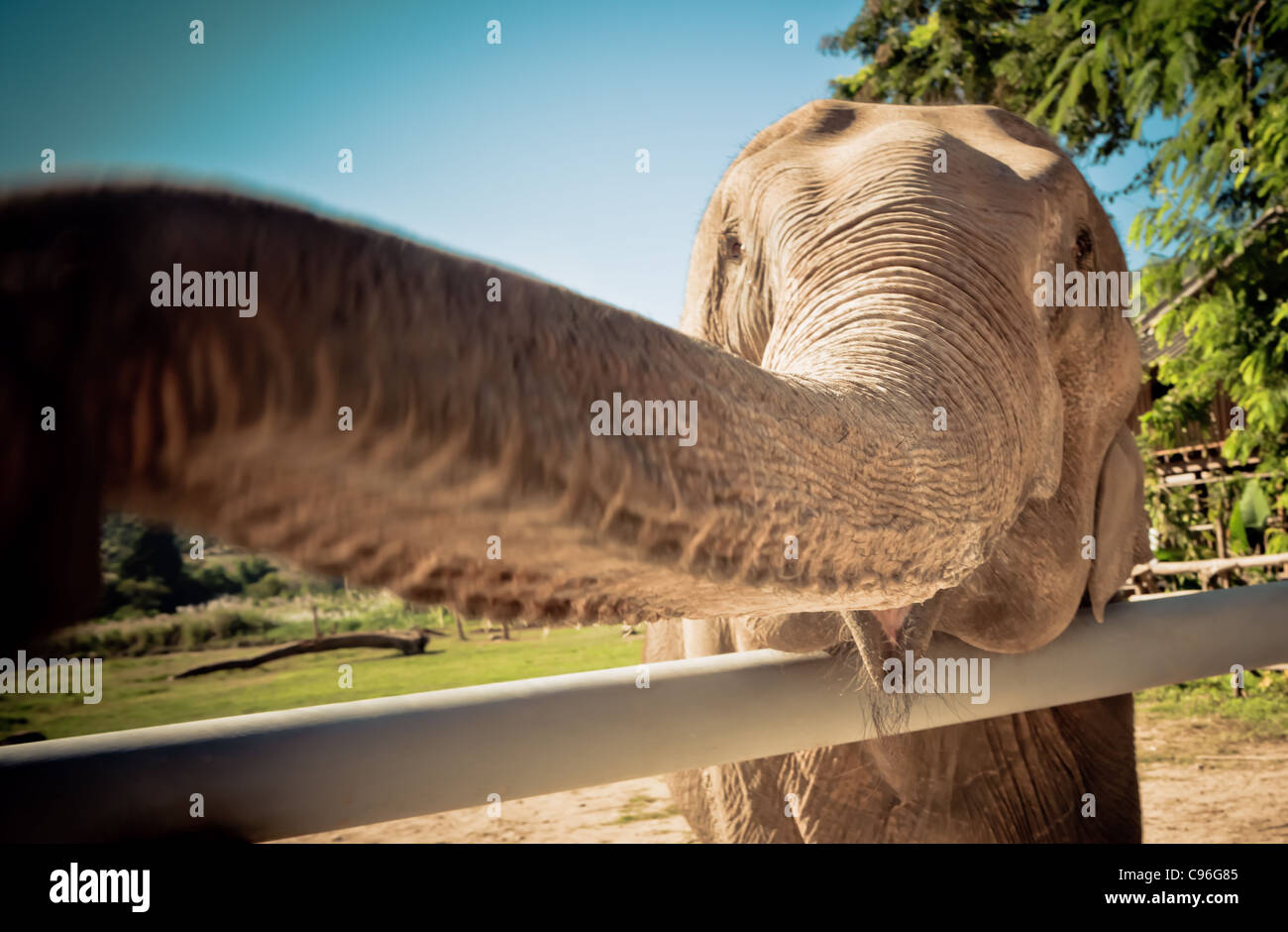 Elephant reaching trunk over railing - Thailand Stock Photo - Alamy