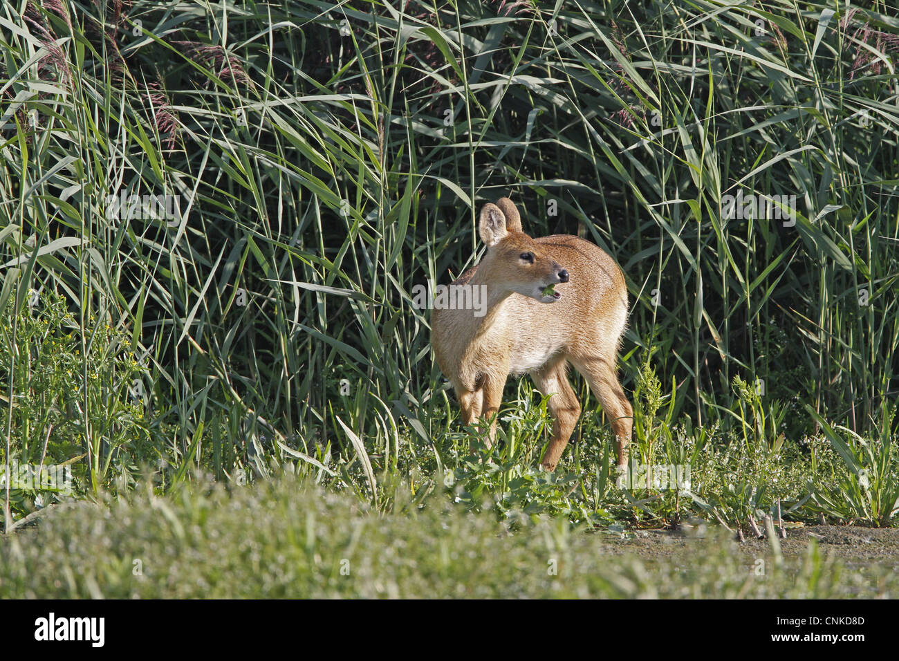 Chinese Water Deer Hydropotes Inermis Introduced Species Adult Female