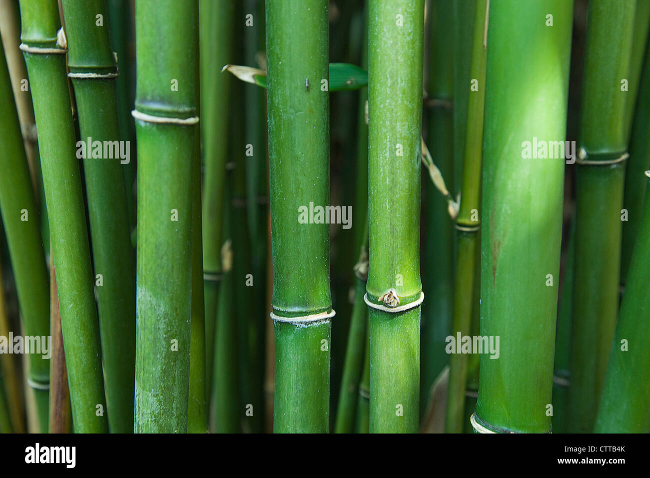 Semiarundinaria Fastuosa, Narihira bamboo, Green Stock Photo - Alamy