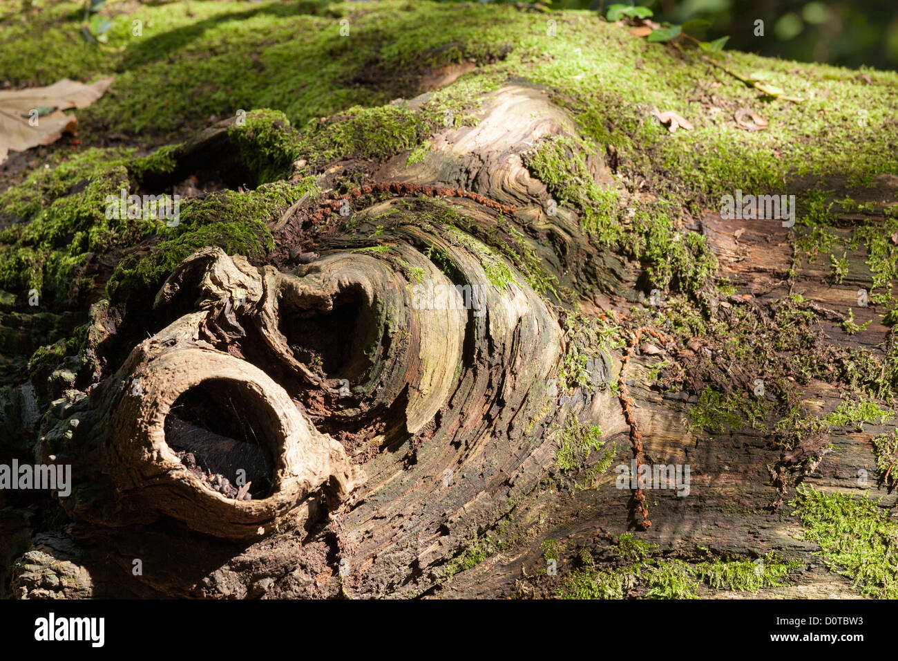 moss growing over knotted dead tree trunk Stock Photo - Alamy