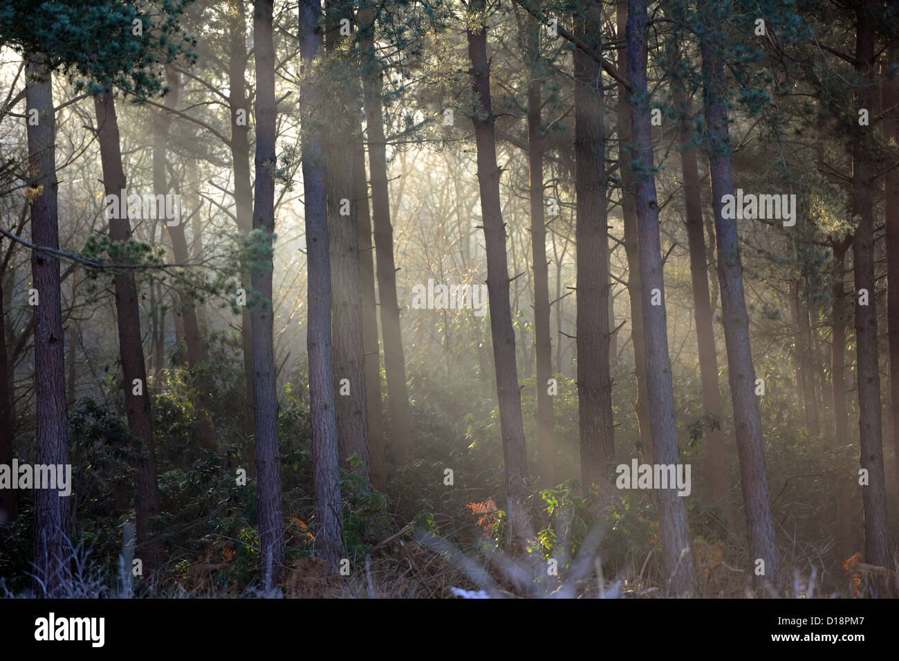 morning sun light shining through pine trees Stock Photo - Alamy