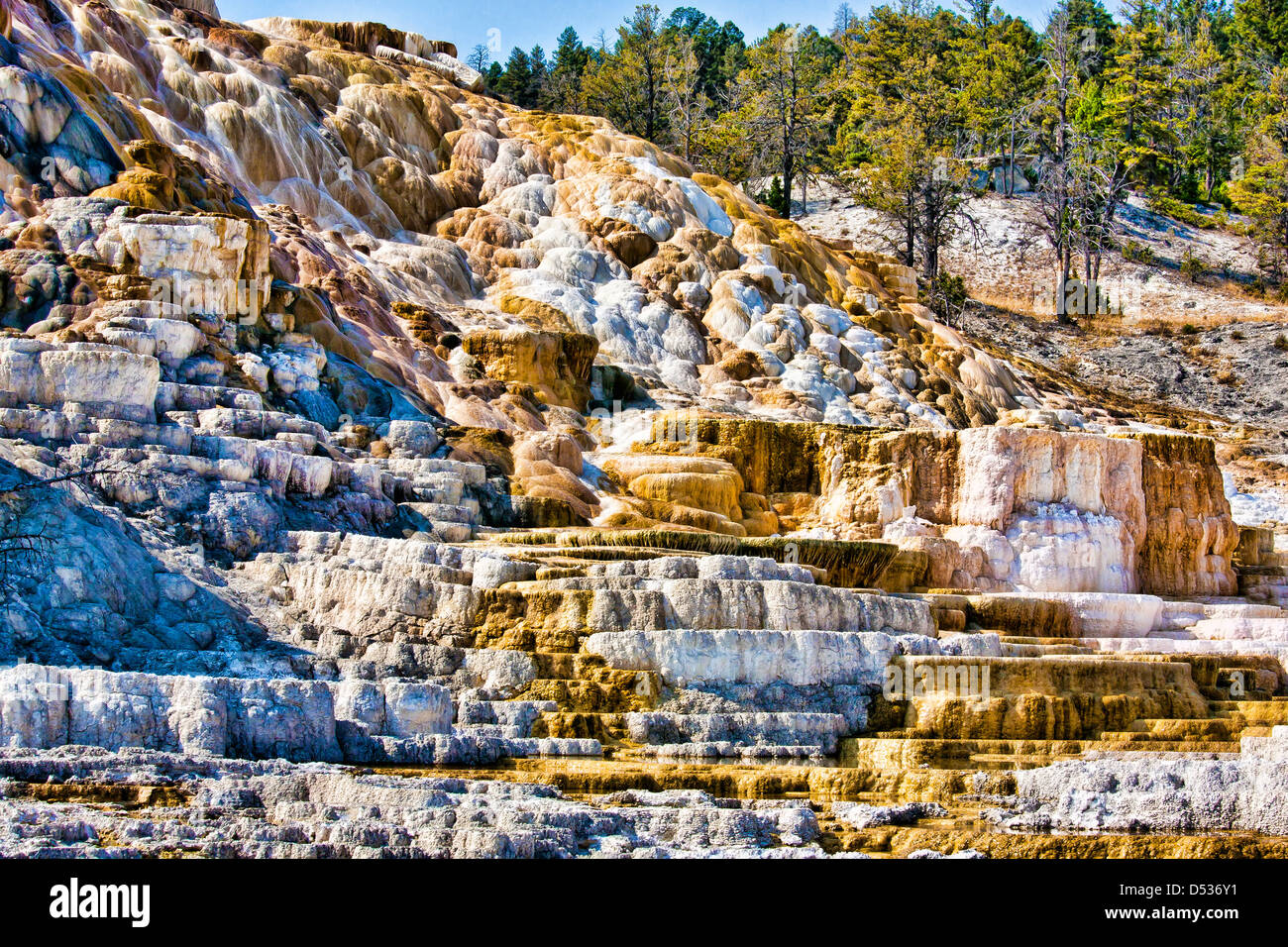 Mineral Formation From Hot Spring In Mammoth Hot Springs In Yellowstone National Park Wyoming 7980