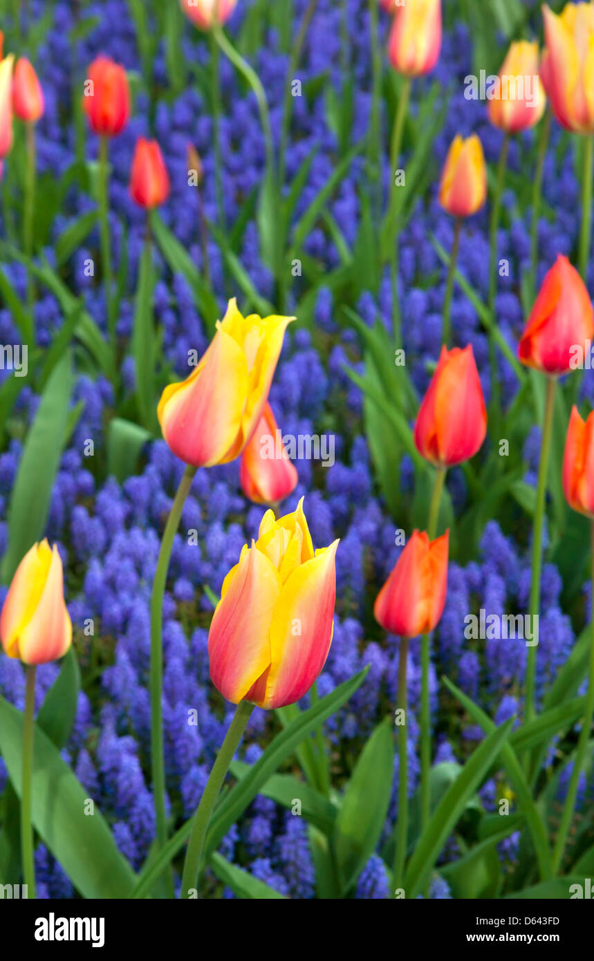 tulips with hyacinths Stock Photo - Alamy