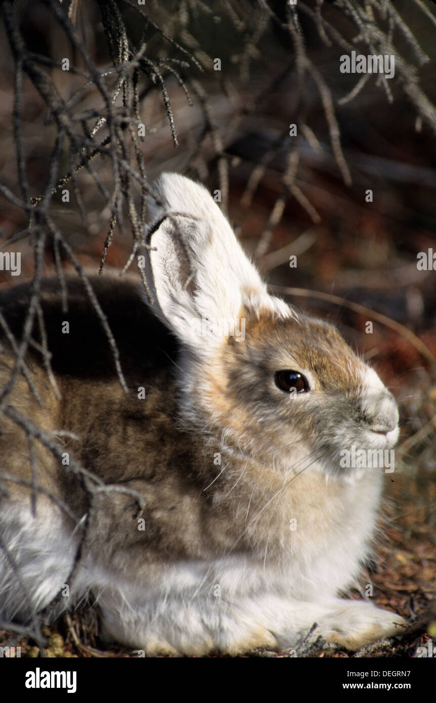 wildlife, rabbit, varying hare, snowshoe hare Stock Photo - Alamy