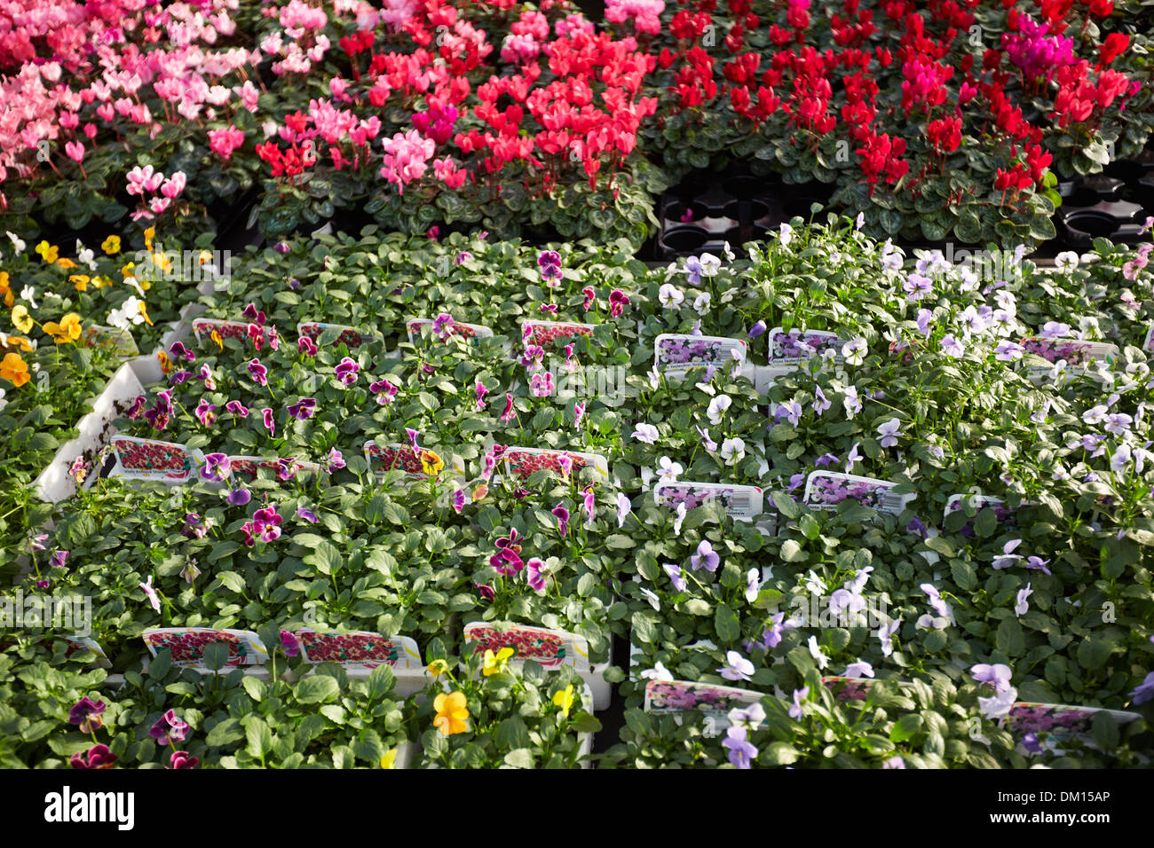 Bedding plants for sale at a garden centre Stock Photo - Alamy