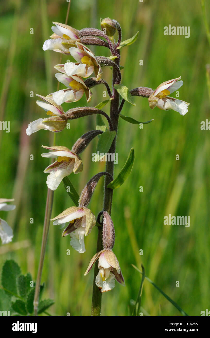 Marsh Helleborine Epipactis Palustris Orchid Of The Sand Dunes Stock