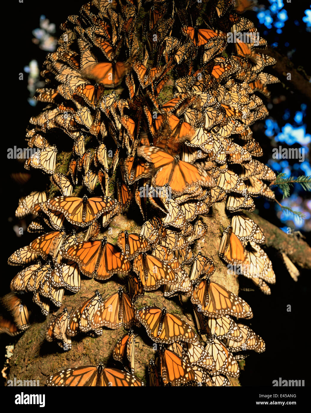 Monarch Butterflies Danaus Plexippus Covering The Trunk Of A Coniferous Tree Sierra Chincua