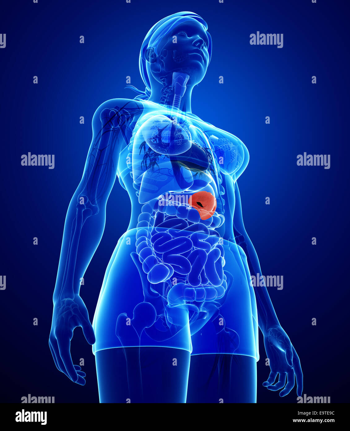 Illustration of Female spleen anatomy Stock Photo - Alamy