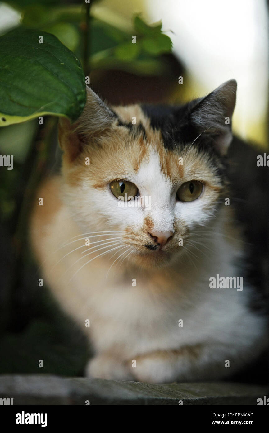 Domestic Cat House Cat Felis Silvestris F Catus Tortoiseshell Cat Sitting Under A Shrub