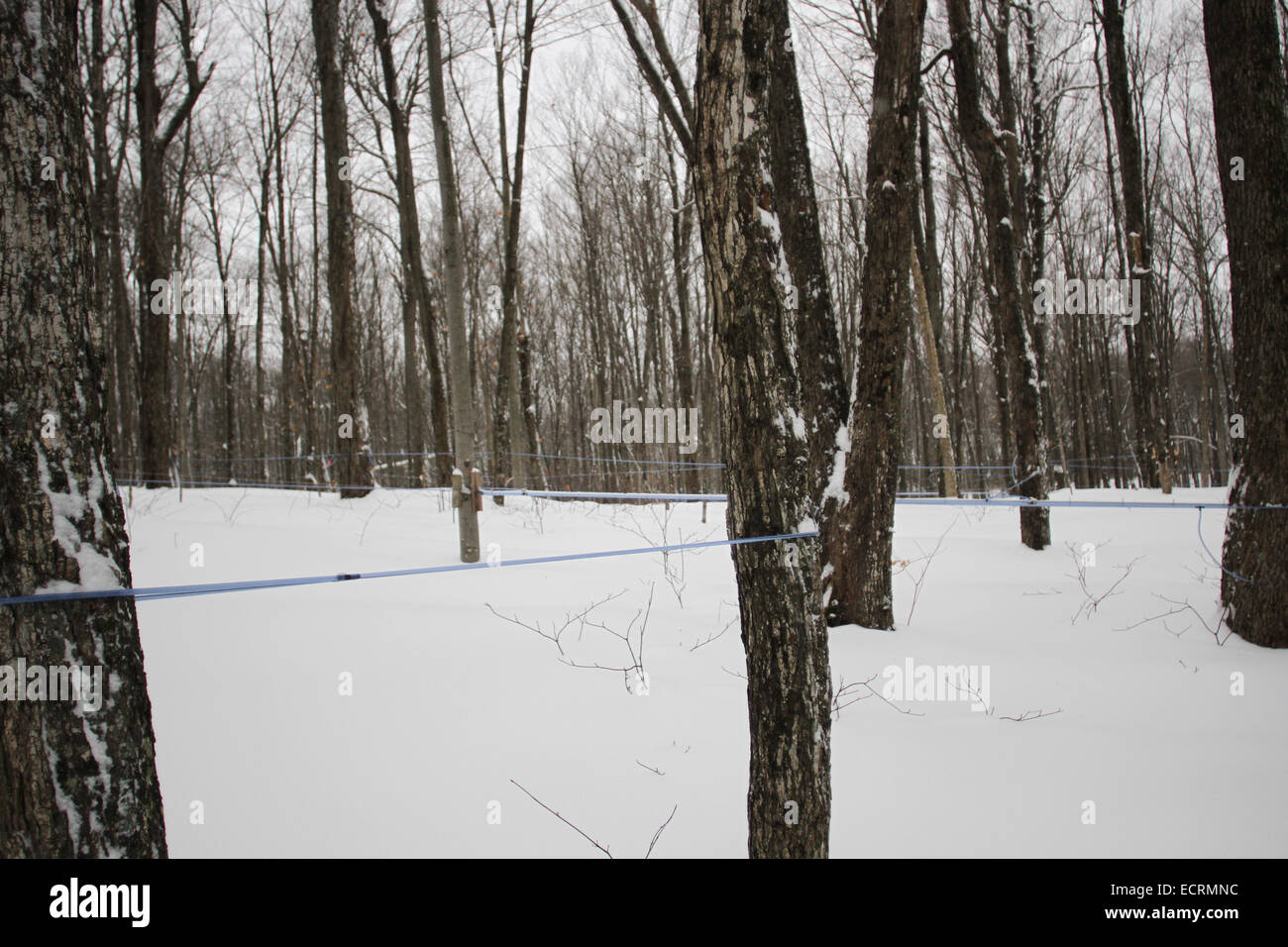 Maple Syrup farm in Quebec Stock Photo Alamy