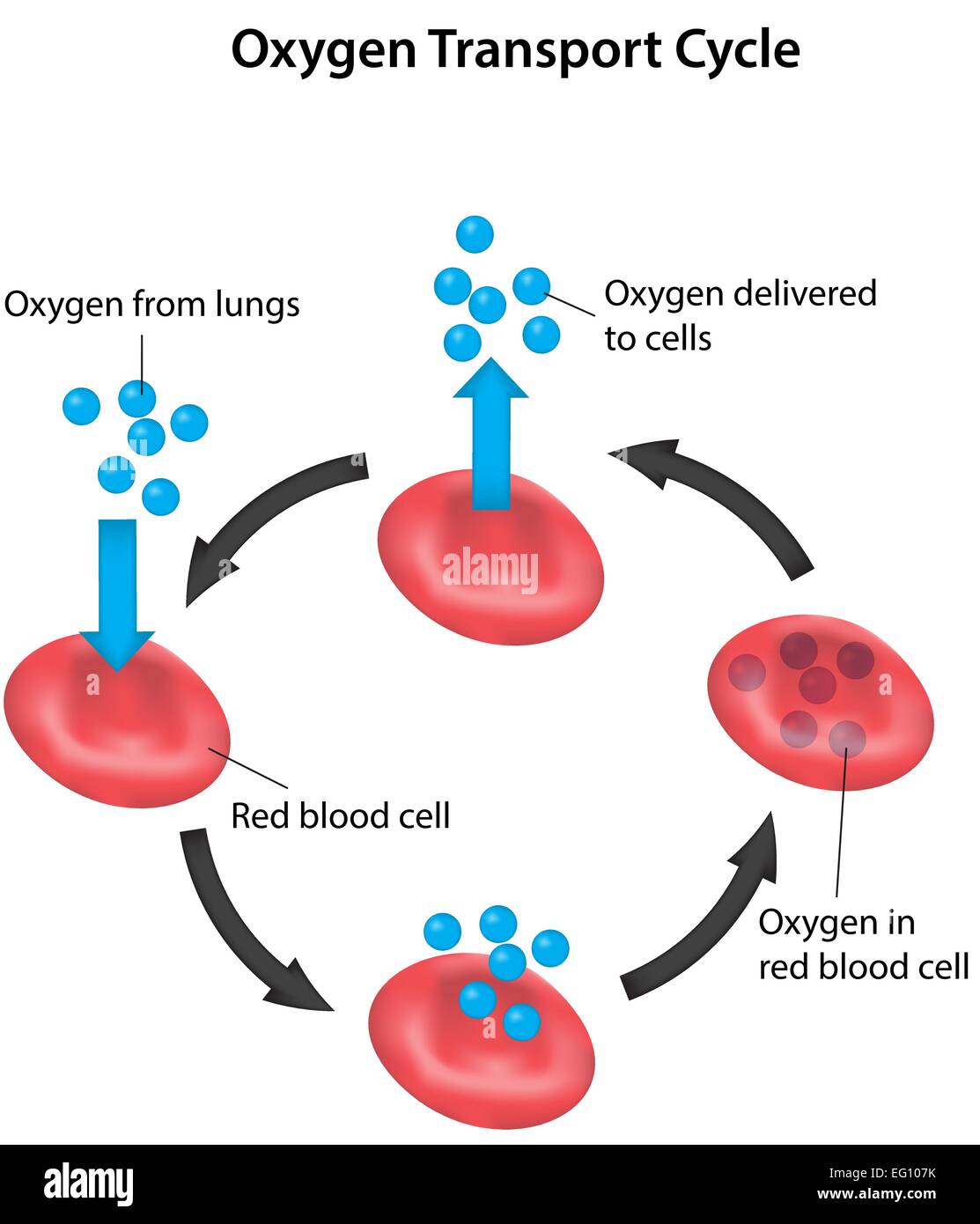 Oxygen Transport Cycle Labeled Diagram Stock Vector Image & Art Alamy