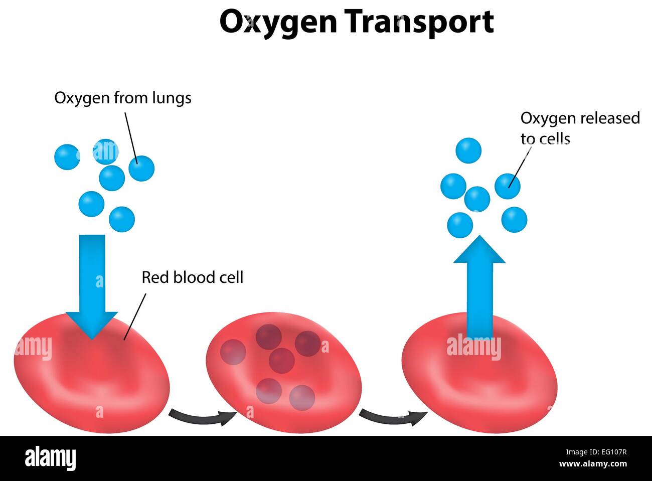 Labeled Oxygen Transport Diagram Stock Vector Image & Art Alamy