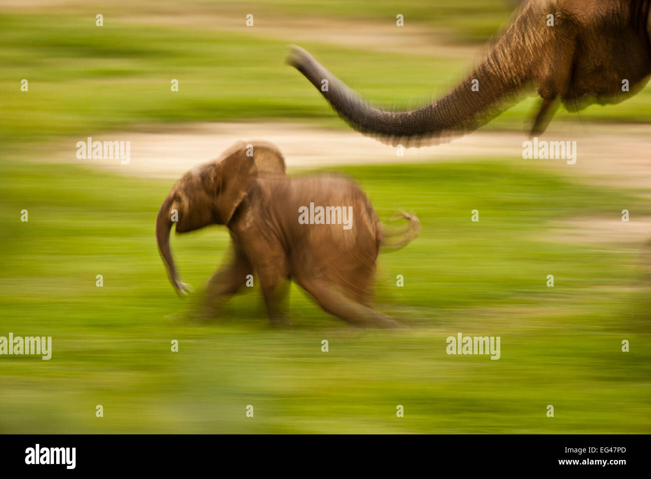 African Forest Elephant (Loxodonta africana cyclotis) mother playing