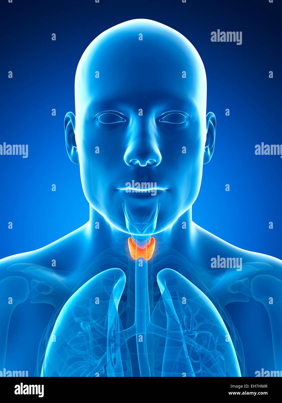 Human Thyroid Gland Illustration Stock Photo Alamy