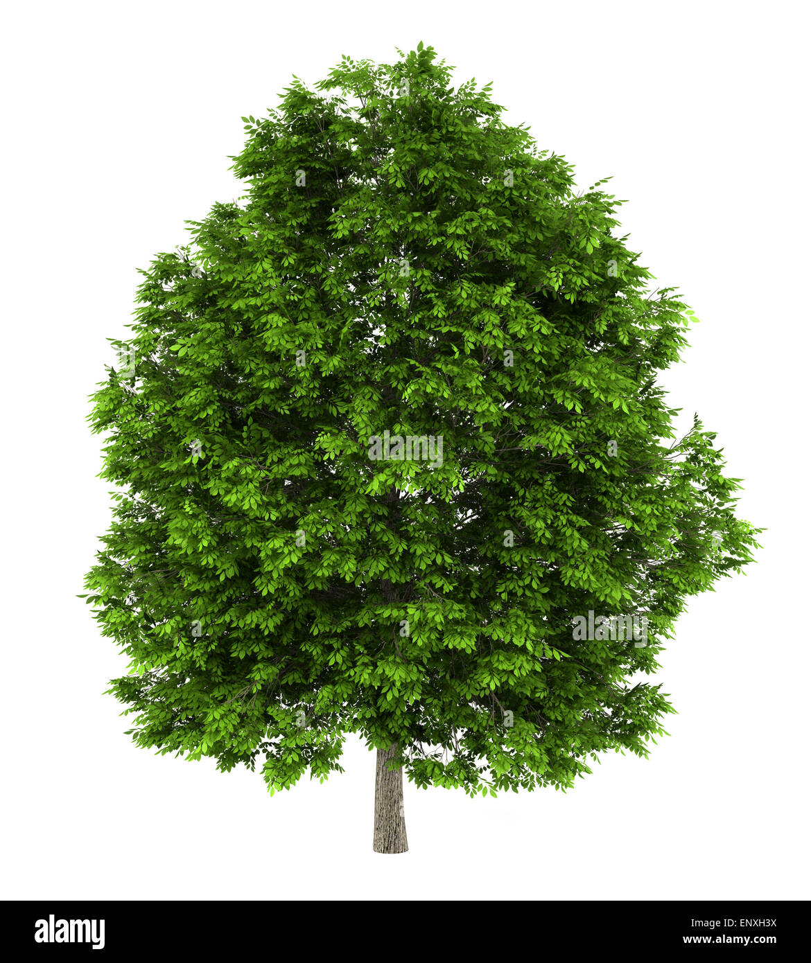 European Ash Tree Isolated On White Background Stock Photo Alamy