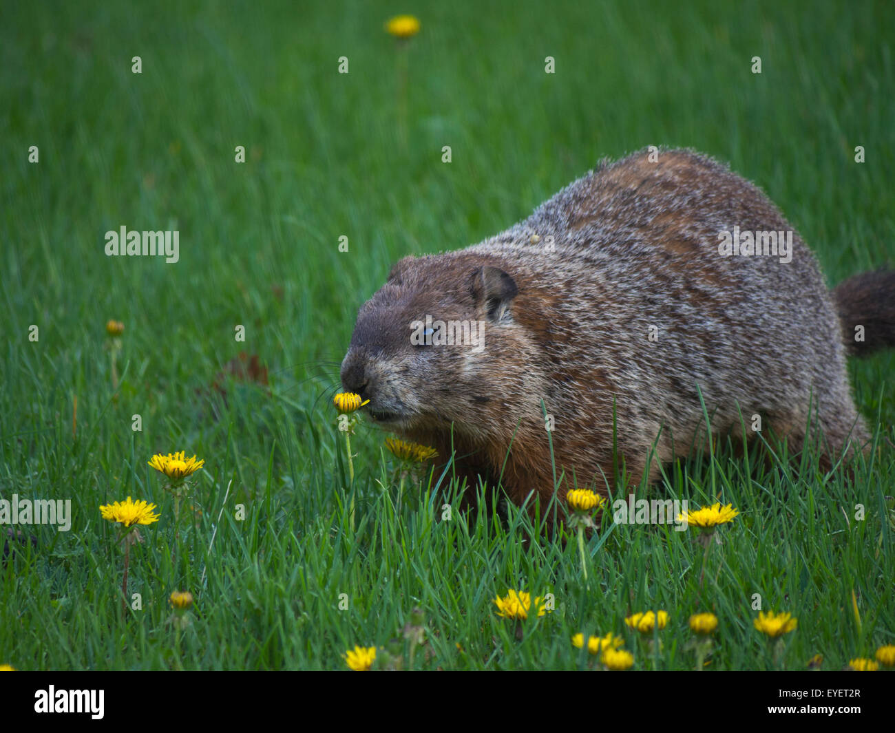 Groundhog eating flowers Stock Photo - Alamy