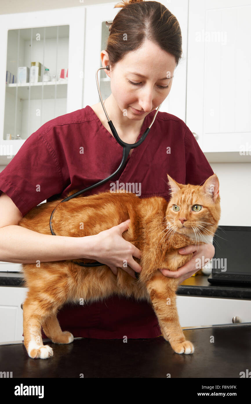 Veterinary Nurse Giving Cat Injection Stock Photo Alamy