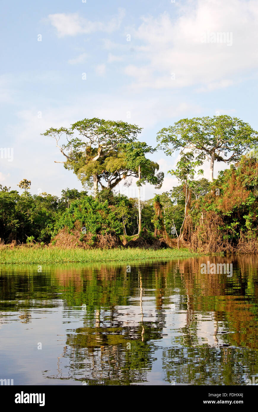 Amazon Rainforest Natural Landscape Along The Amazon River Near Manaus