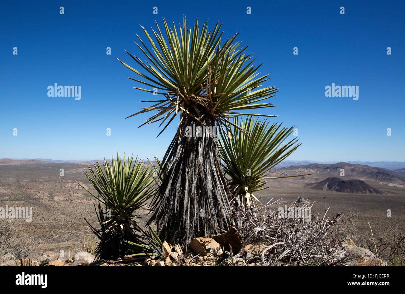 Yucca Plant Joshua Tree National Park California Usa Stock Photo Alamy