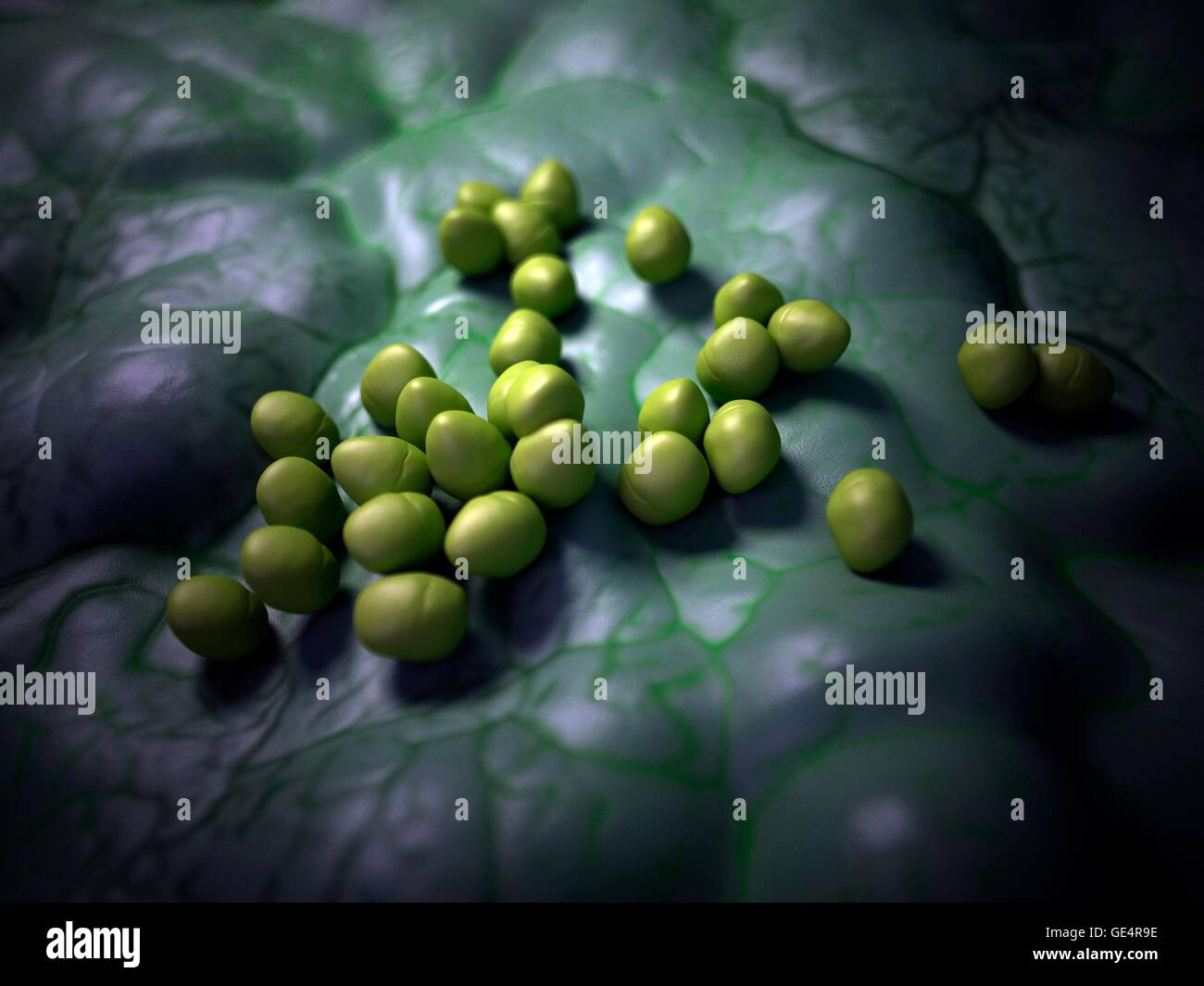 Enterococcus bacteria, illustration Stock Photo - Alamy