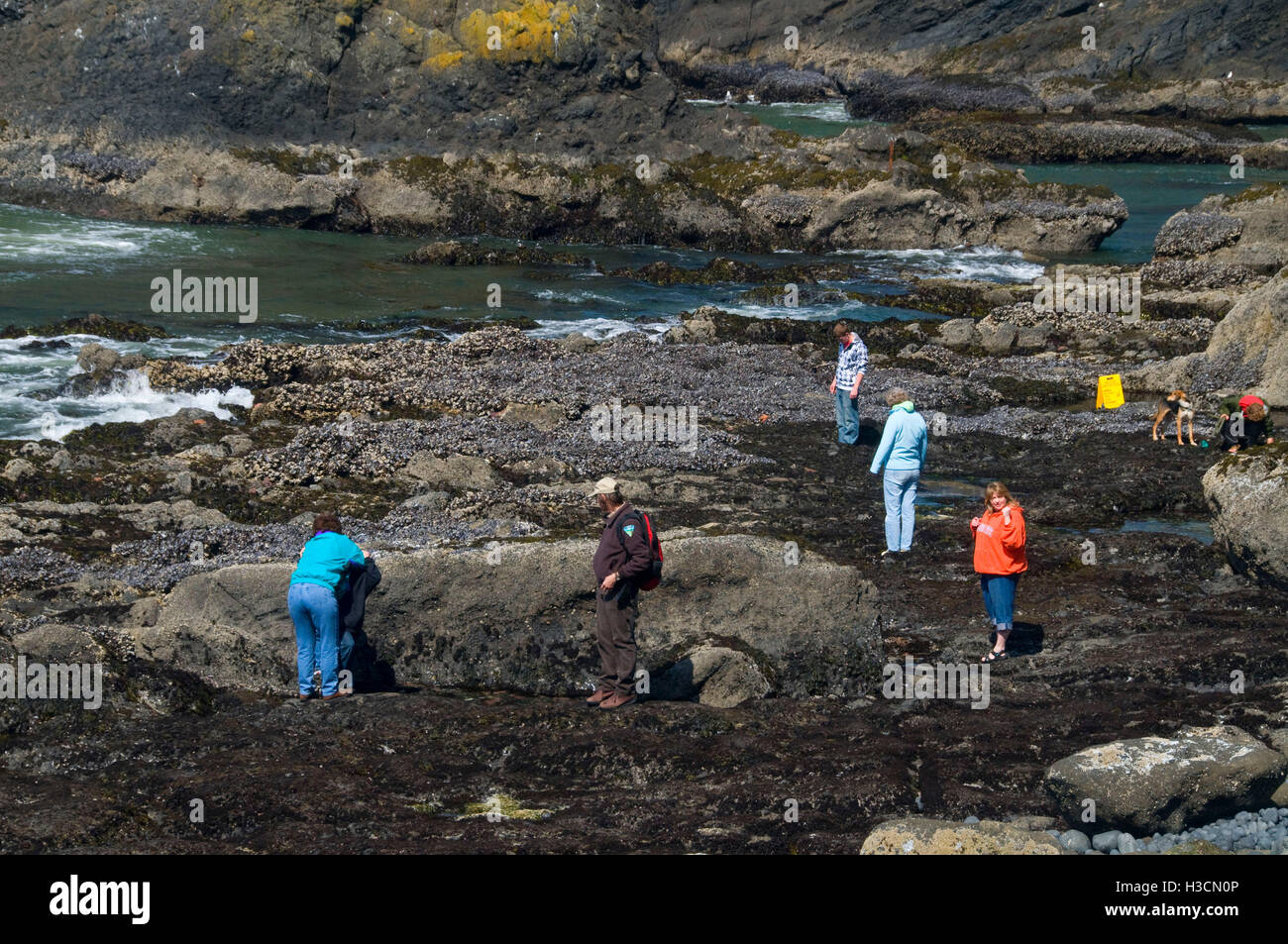 Tidepooling At Cobble Beach Yaquina Head Outstanding Natural Area