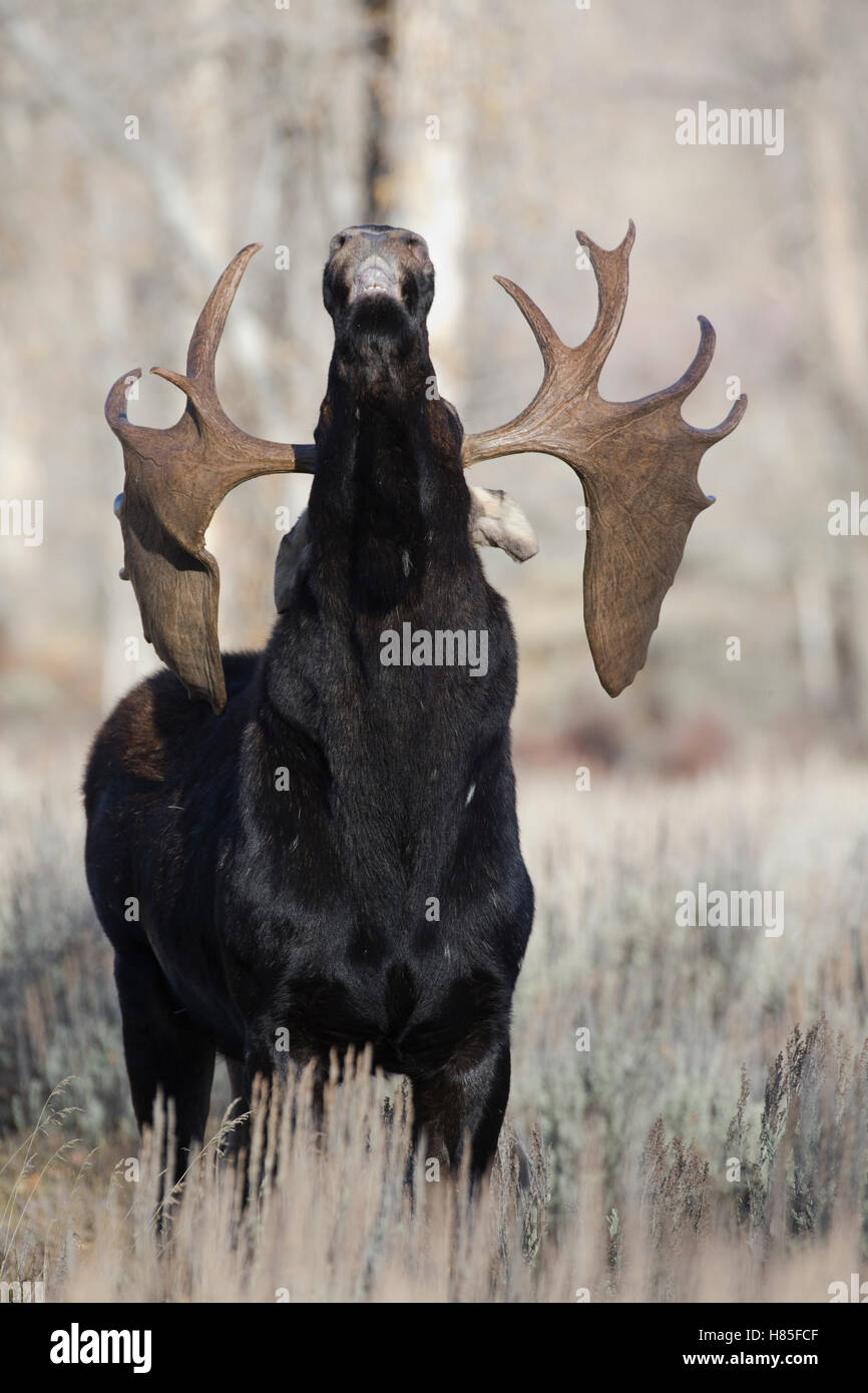 Moose (Alces alces) bull lip curling, Wyoming Stock Photo - Alamy