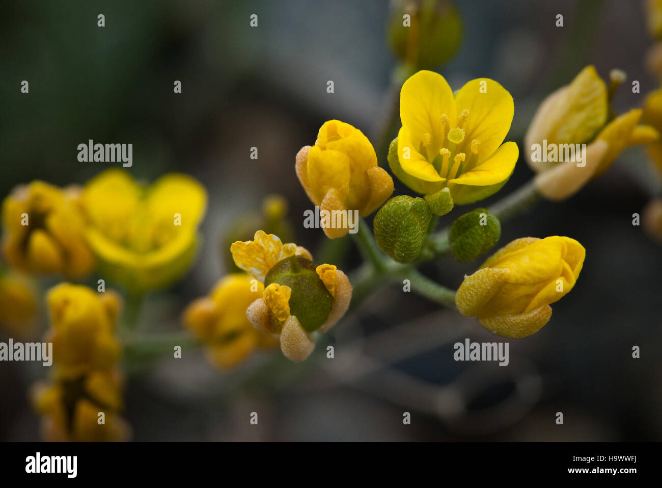 denalinps 7833159120 Alaska Draba Stock Photo - Alamy