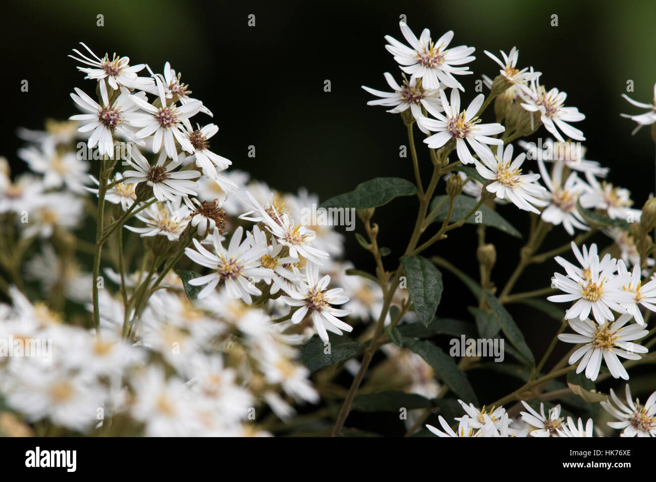 Snow Daisy Bush Olearia Stellulata Stock Photo Alamy