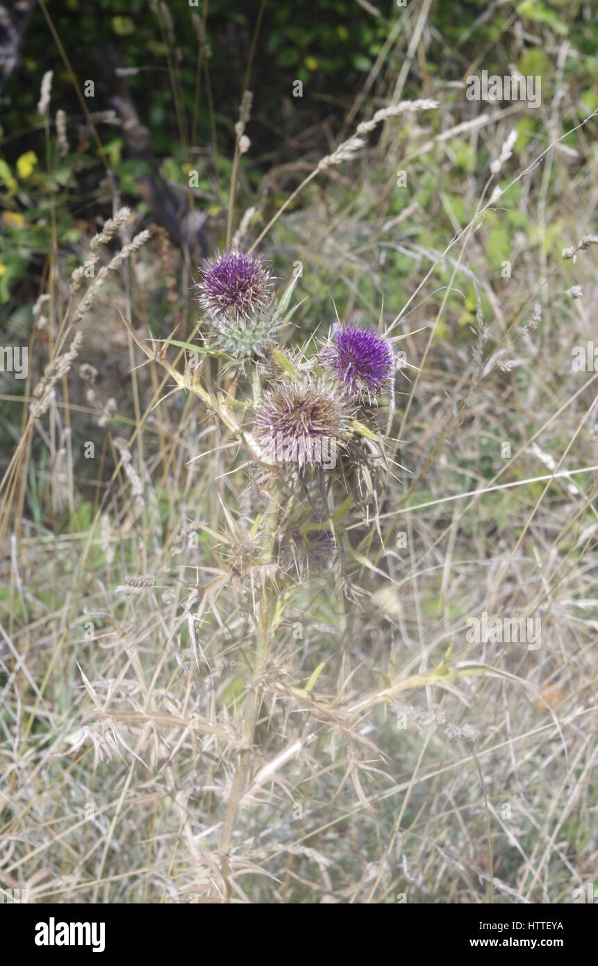 Carduus Marianus Flower Silybum Marianum Stock Photo Alamy