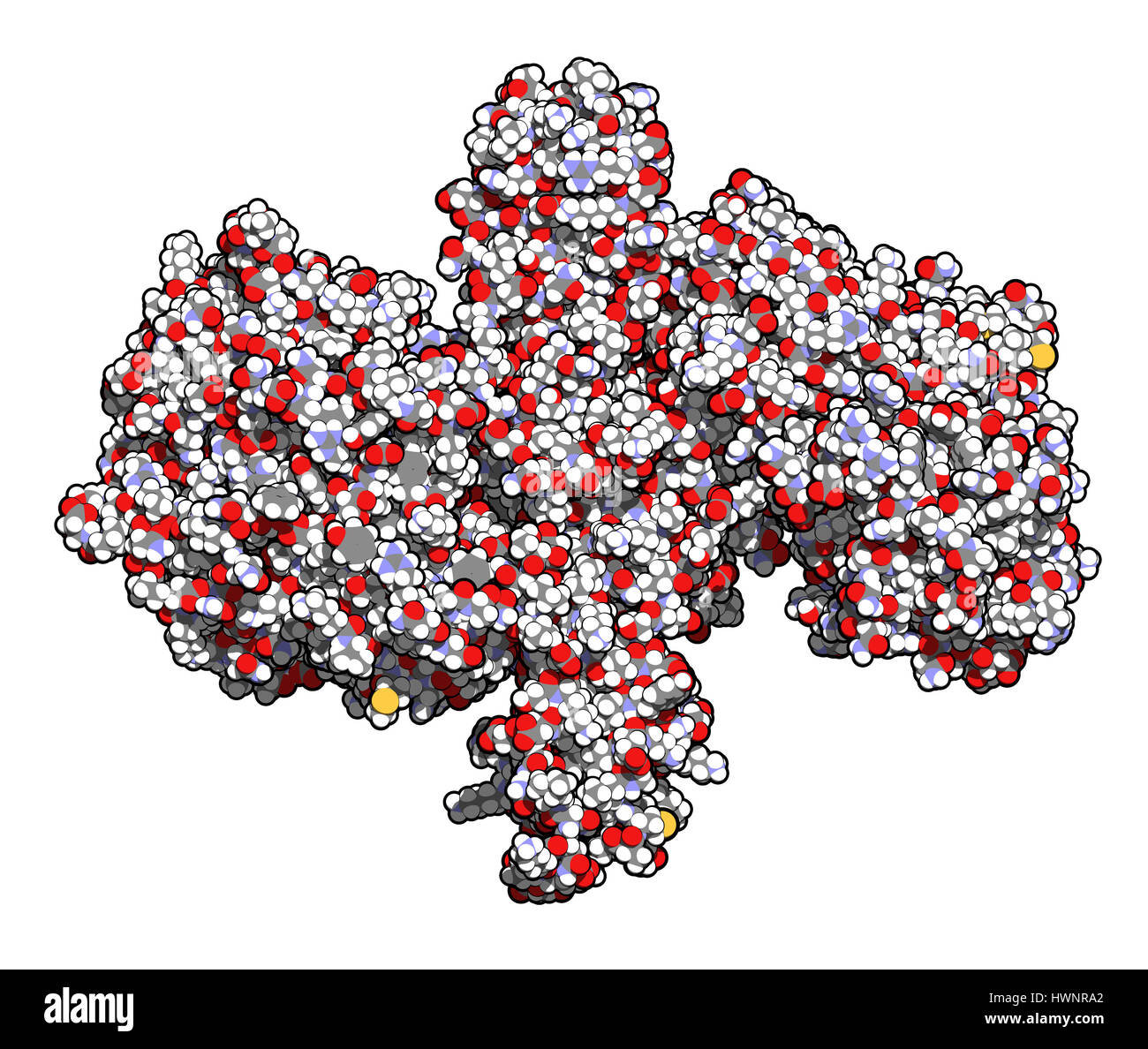 Botulinum Toxin Neurotoxic Protein 3d Rendering Produced By Clostridium Botulinum 6174