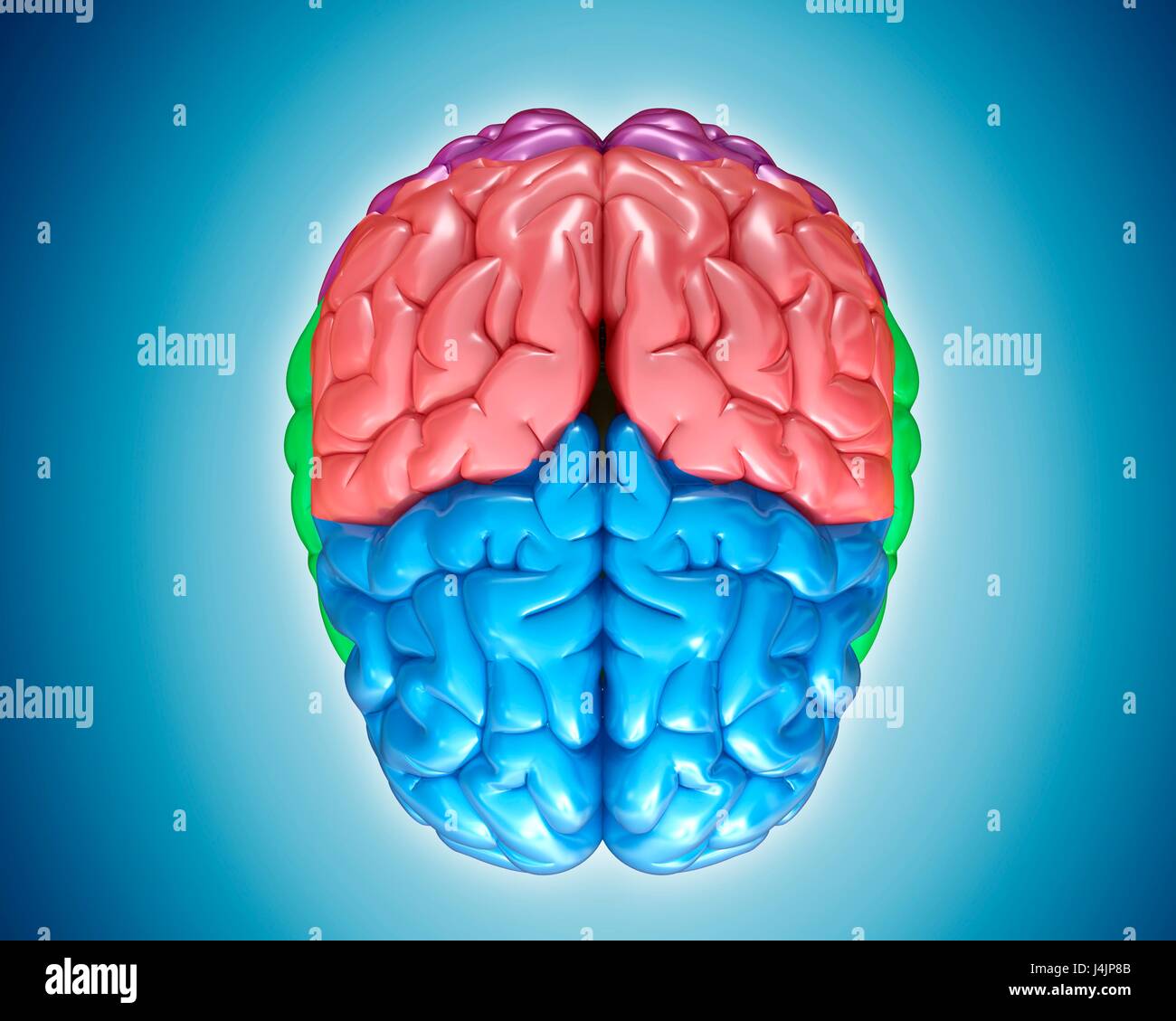 Illustration of human brain anatomy Stock Photo - Alamy