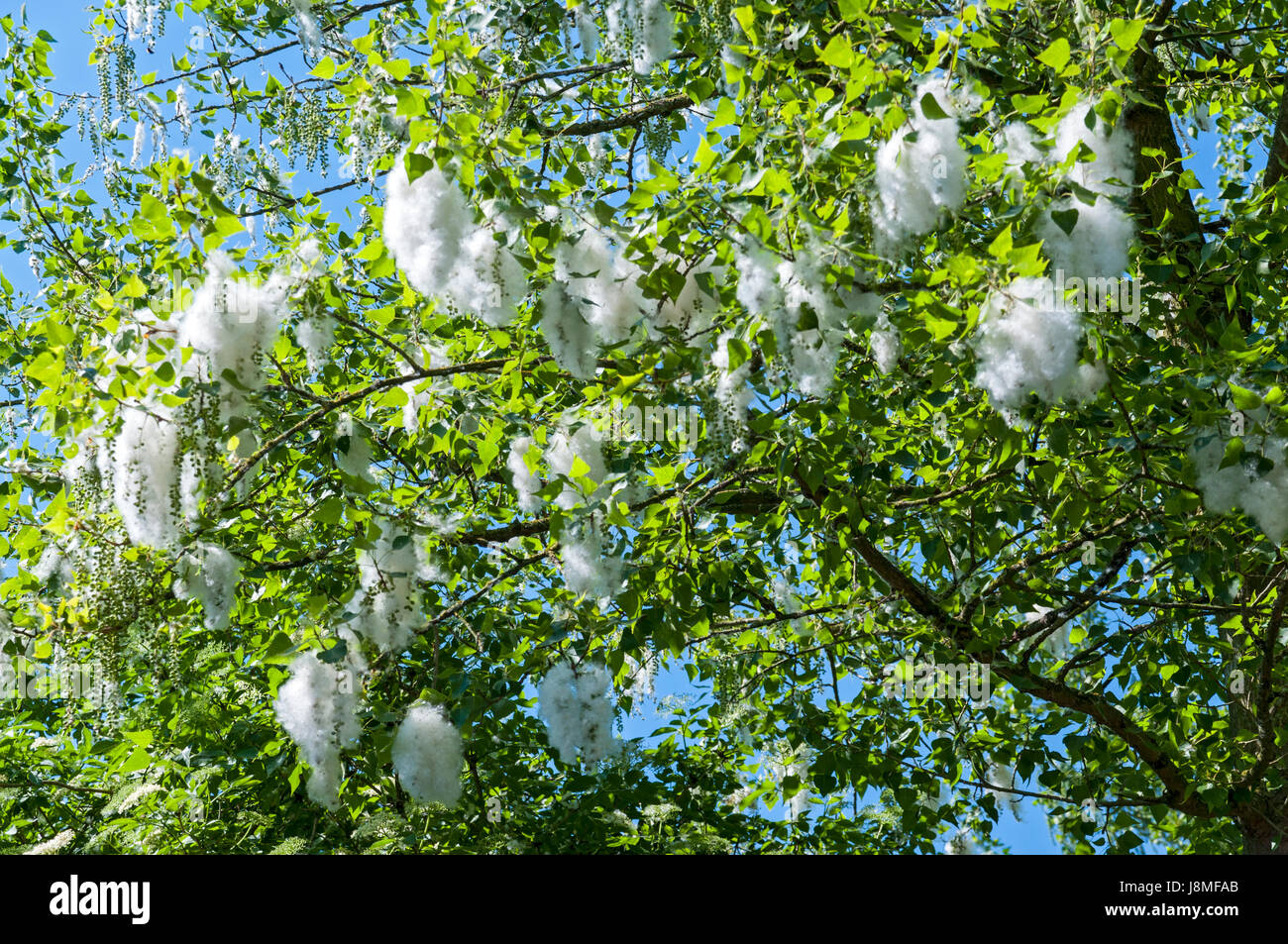 Pollen on Poplar trees Stock Photo Alamy