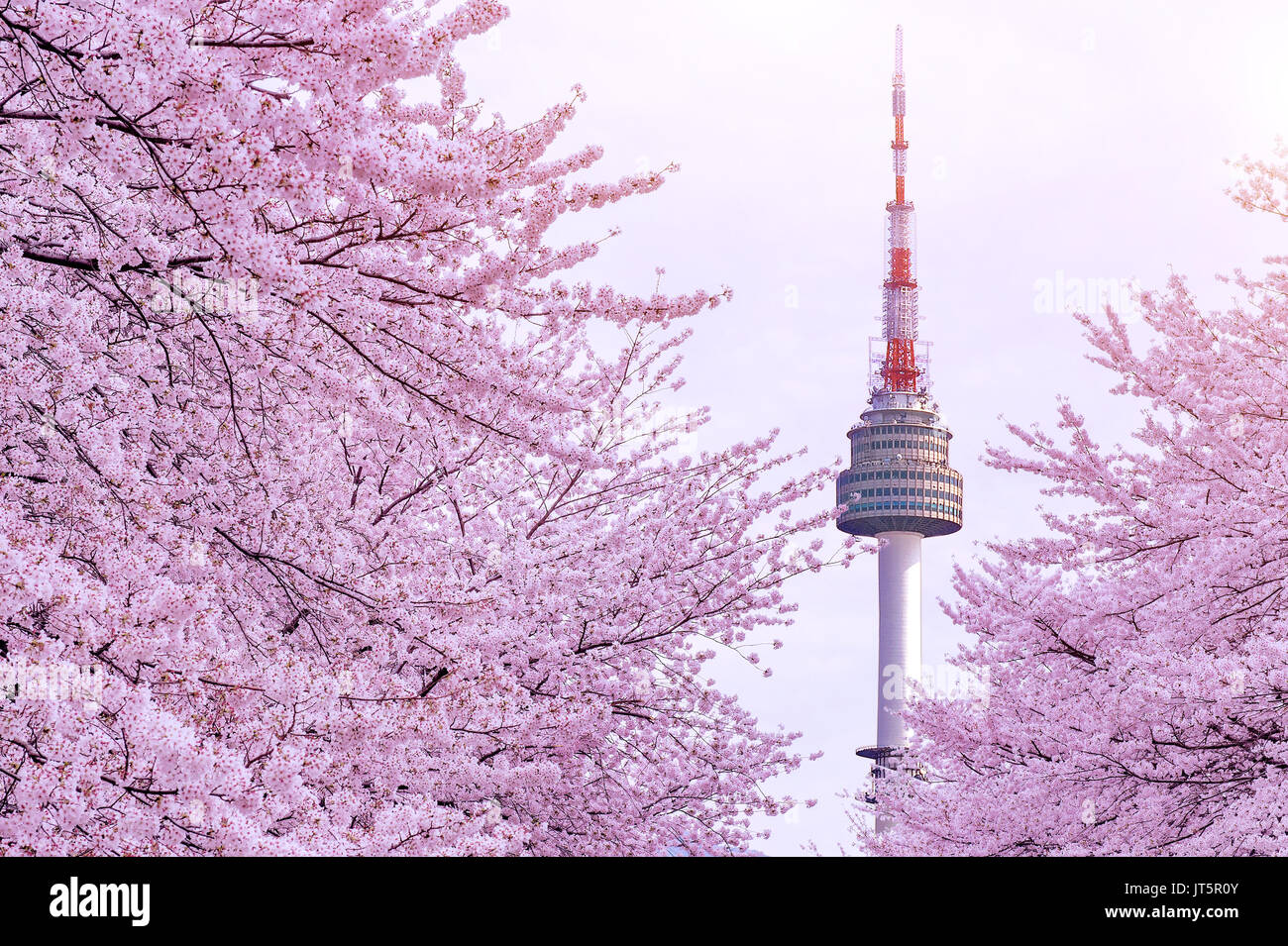 Cherry Blossom with seoul tower Stock Photo Alamy