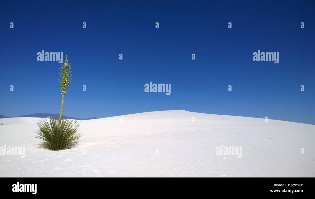 Lone yucca plant in desert Stock Photo - Alamy