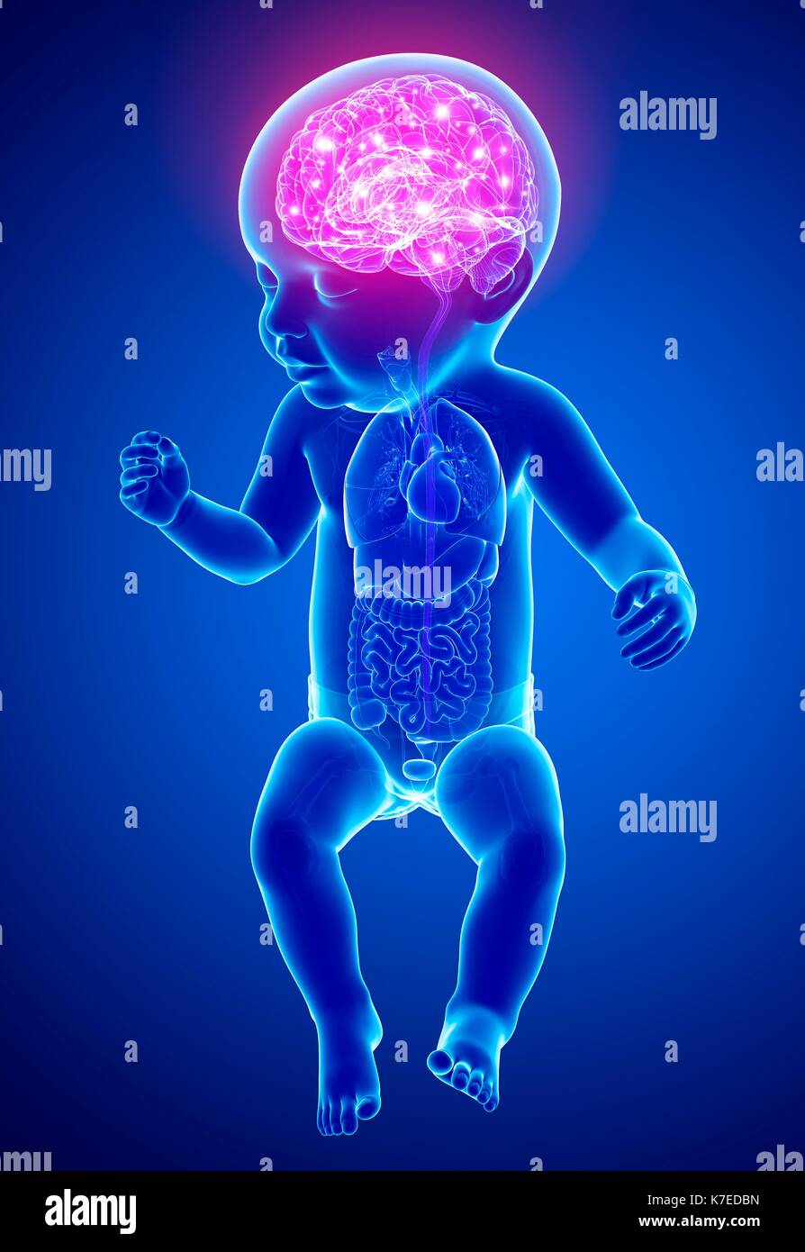 Illustration Of A Babys Brain Activity Stock Photo Alamy