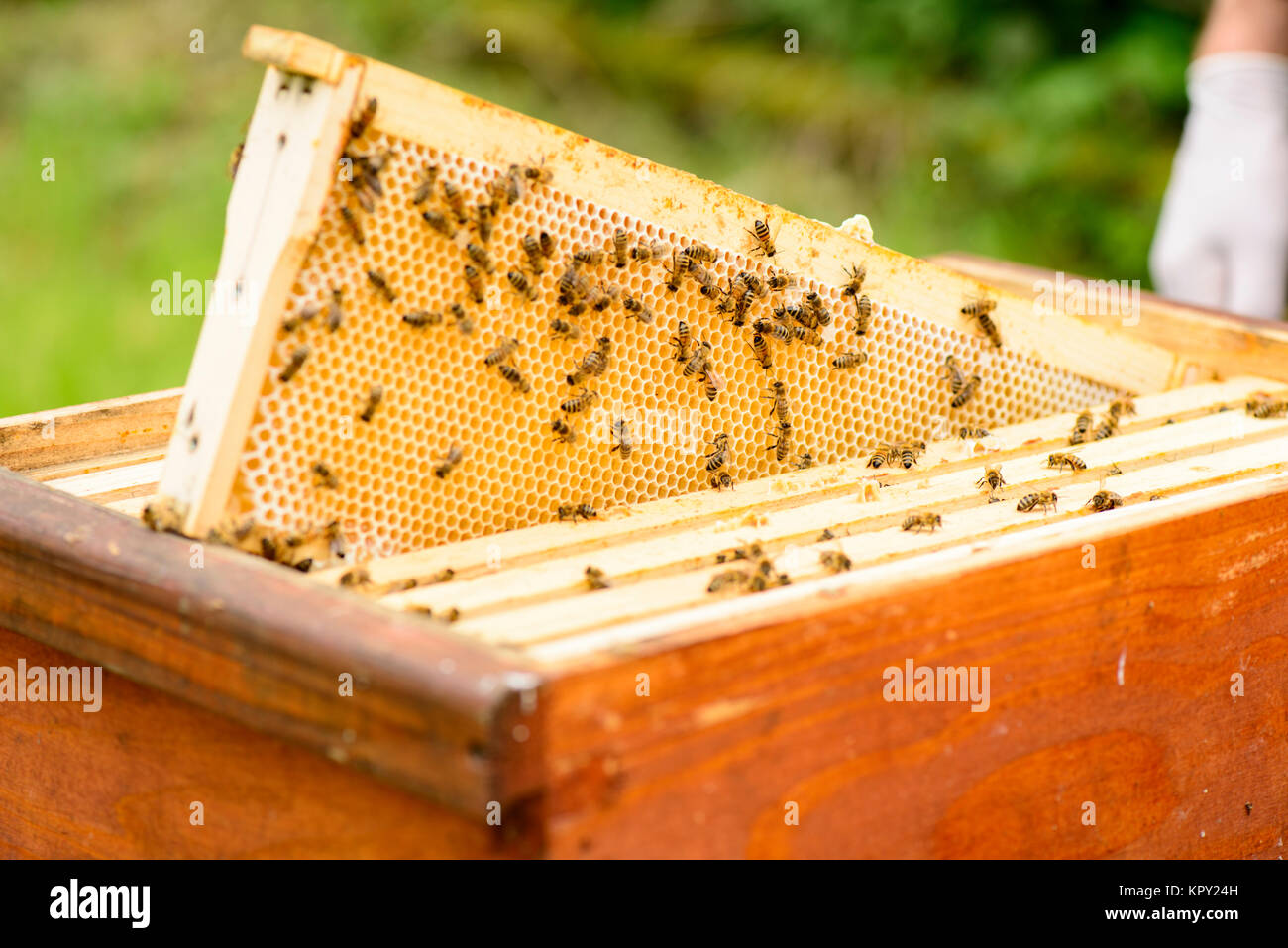 honeycomb frame beehive Stock Photo - Alamy