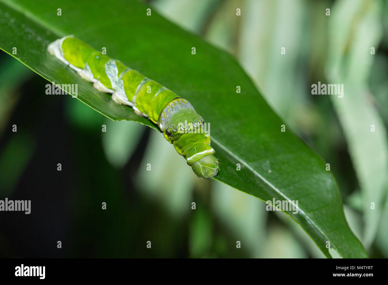 The caterpillar of butterfly Papilio Polytes eats lemon foliage Stock ...