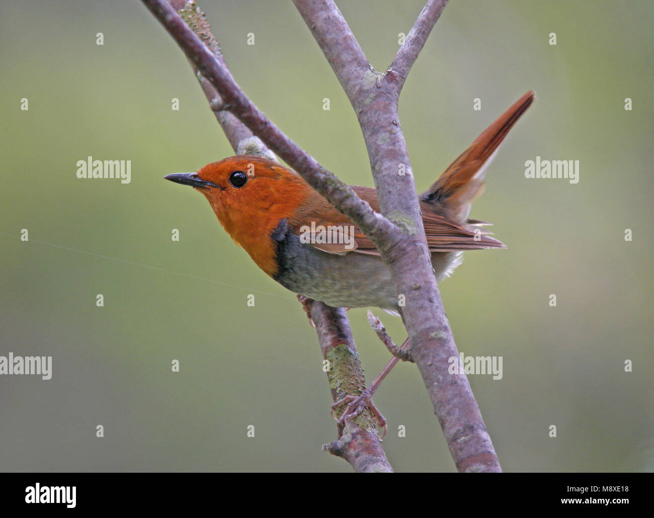 Japanse Roodborst, Japanese Robin Stock Photo - Alamy