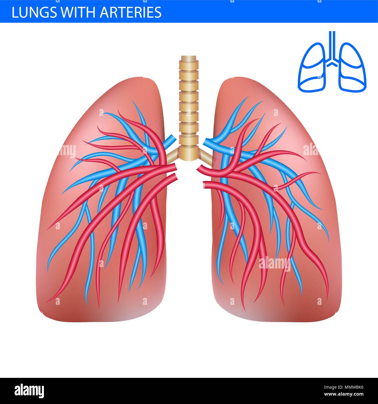 Human Lungs Anatomy With Artery Circulatory System Realistic