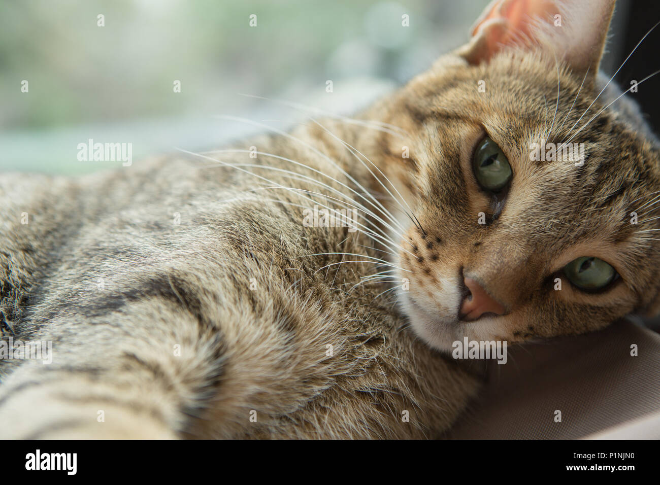 A tabby cat resting Stock Photo - Alamy