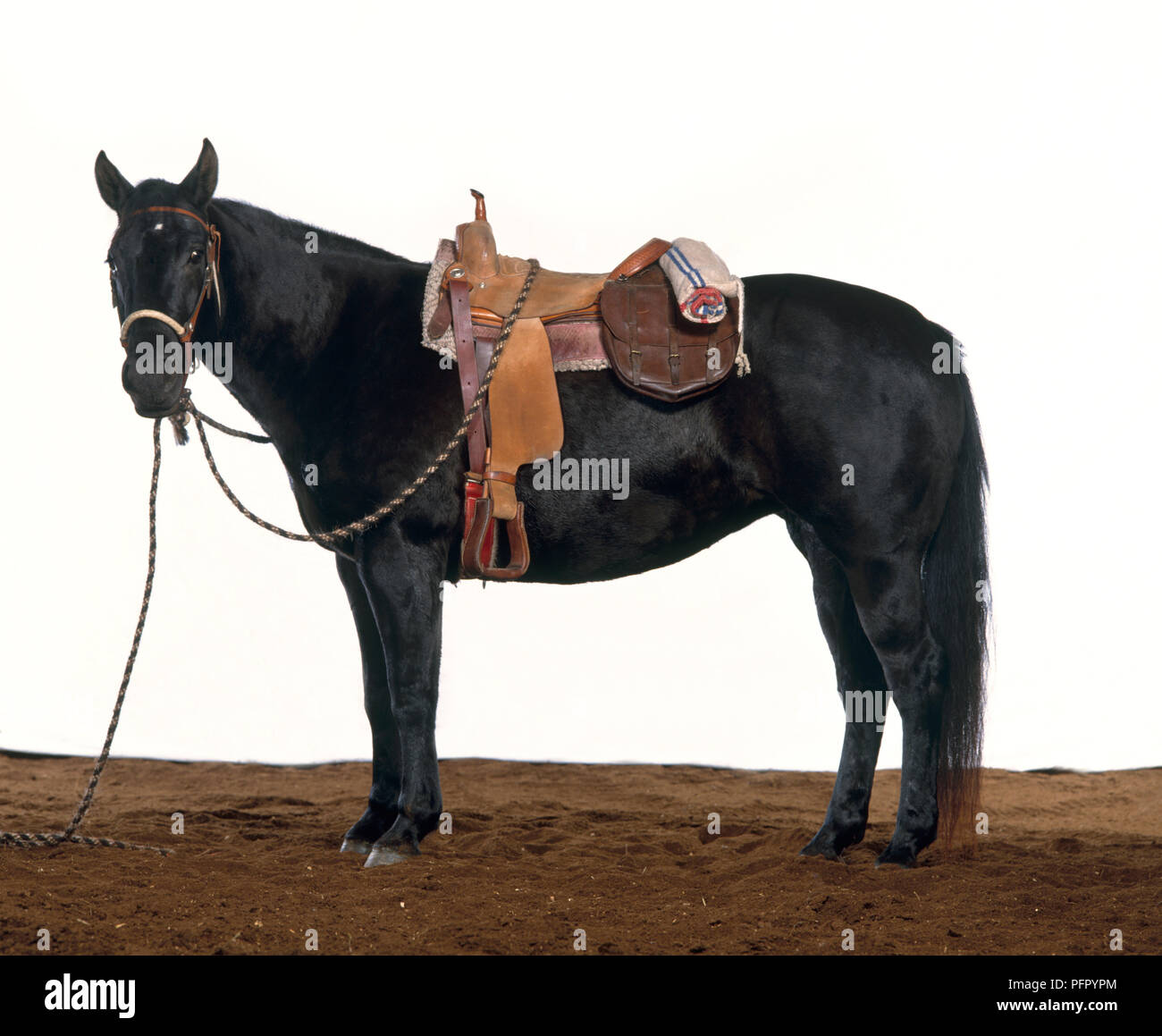 Black Horse With Western Saddle On Stock Photo   Alamy