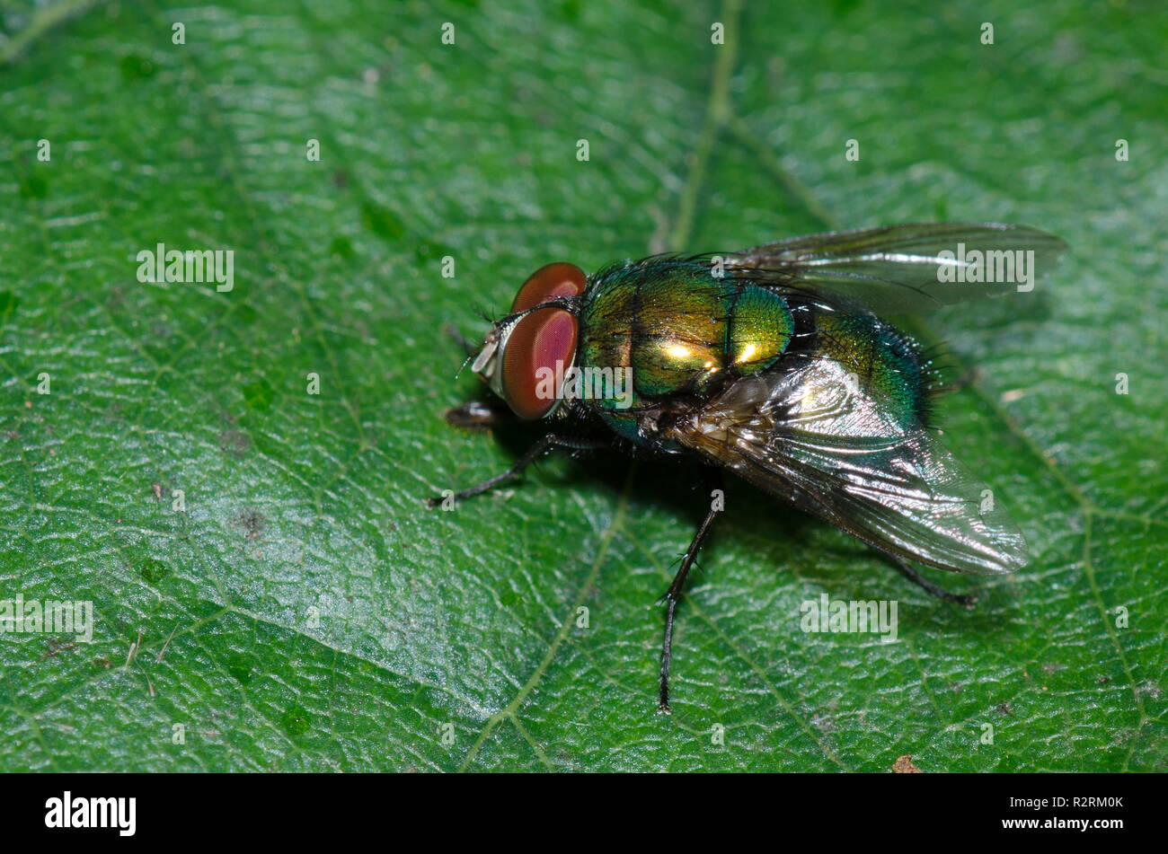 Blue-green Bottle Fly, Lucilia coeruleiviridis, male Stock Photo - Alamy