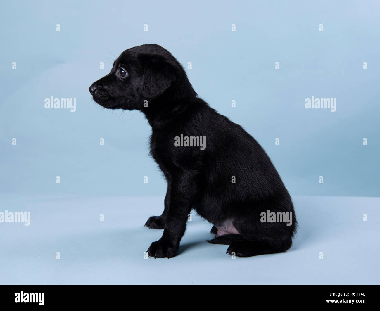 6 week old black labrador puppy Stock Photo - Alamy