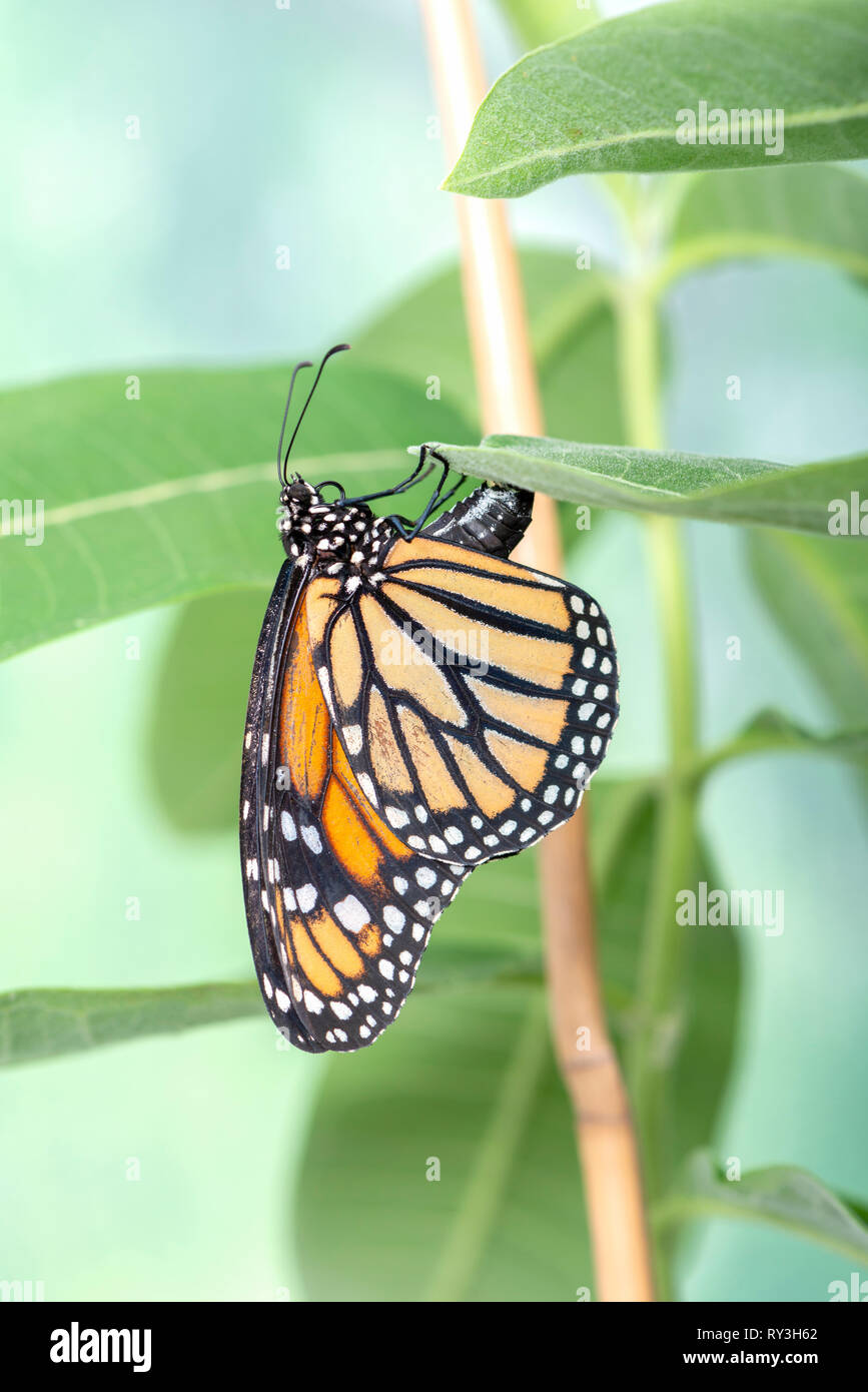 Monarch Butterfly Danaus Plexippus A Female Monarch Butterfly Laying Eggs On Milkweed Stock