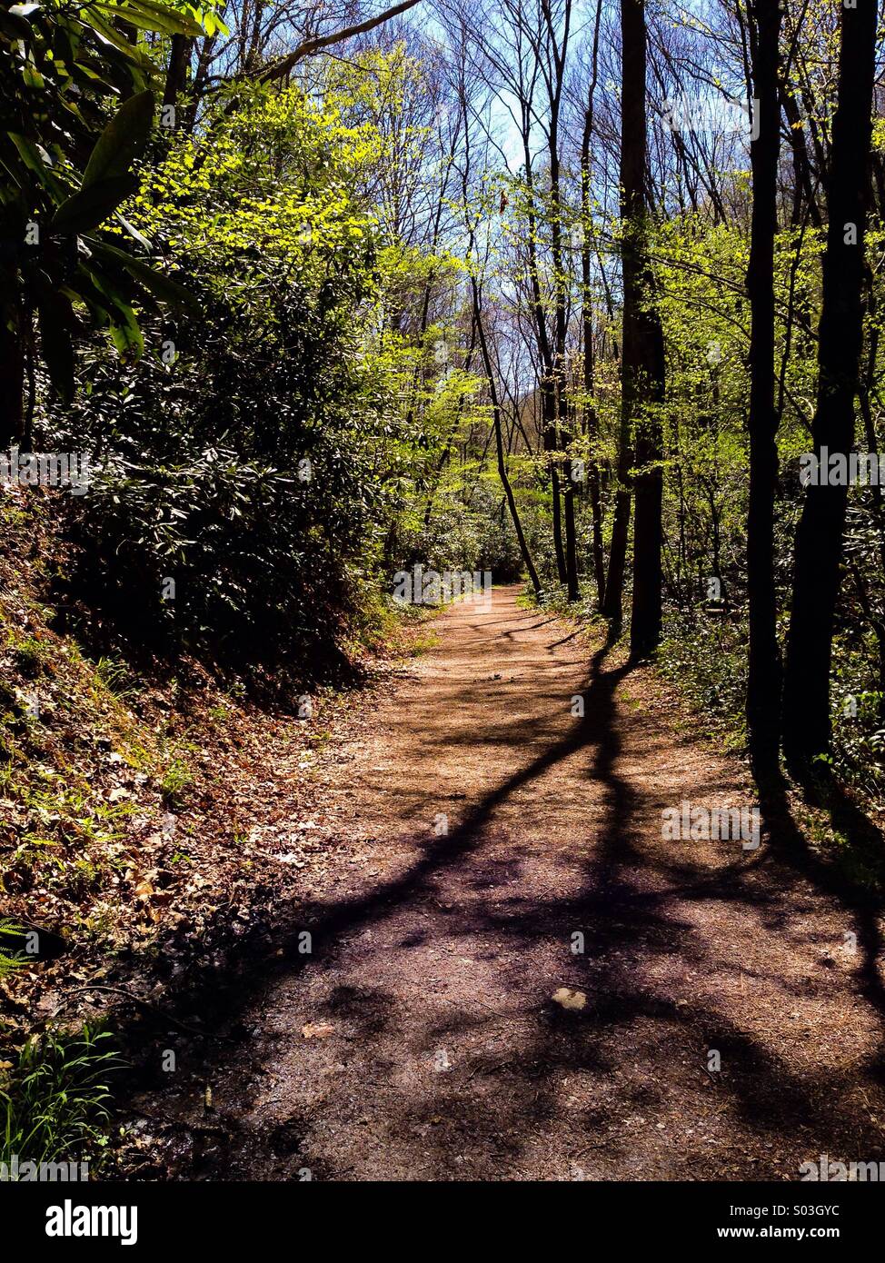 Schoolhouse Gap Trail, Smokies Stock Photo - Alamy