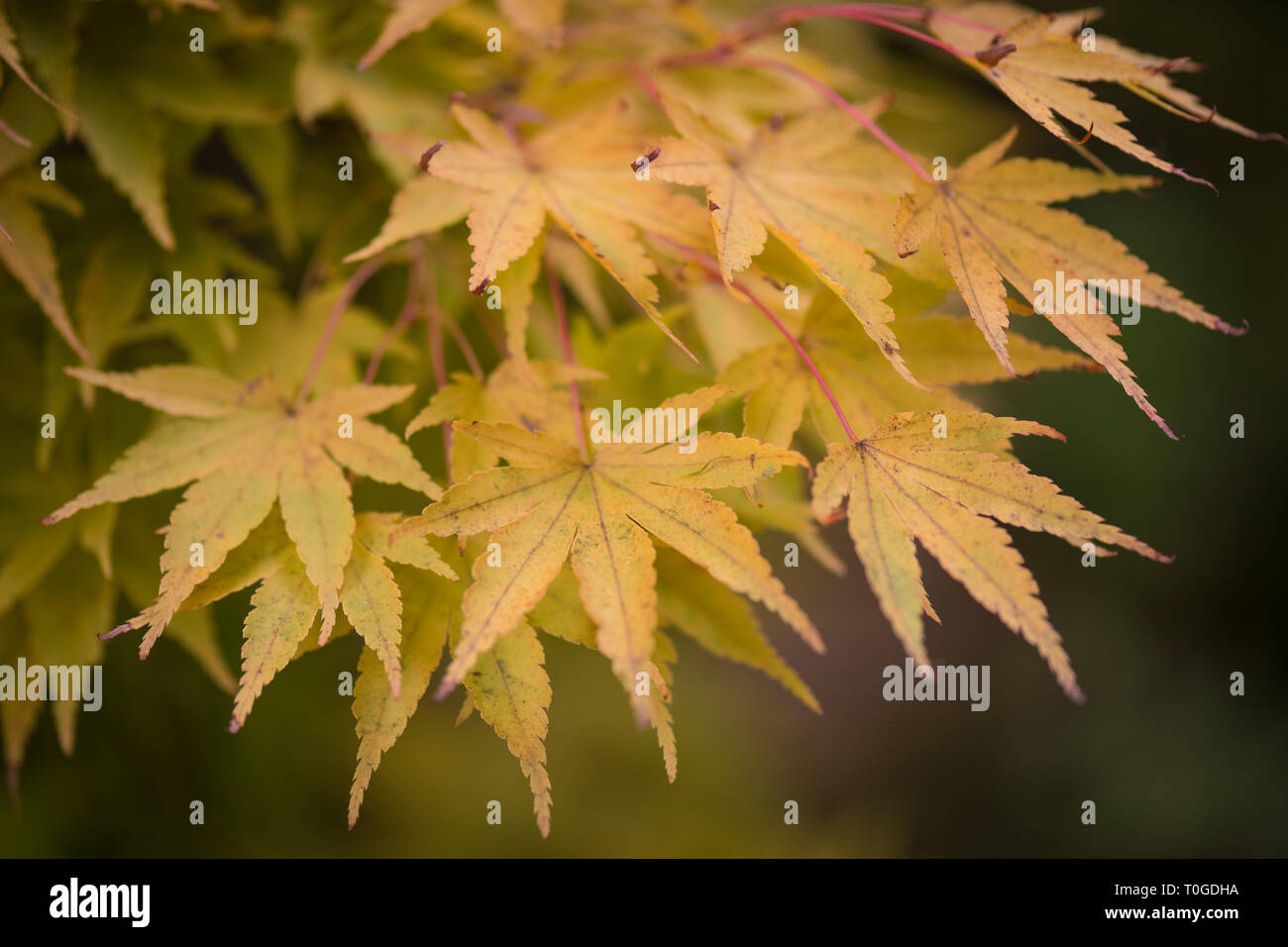 Japanese maple, Acer palmatum 'Sango-kaku' in its autumn foliage ...