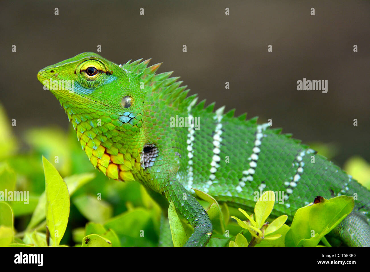 common green forest lizard, Calotes calotes, Sri Lanka Stock Photo Alamy